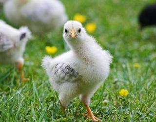 Community farm chicks